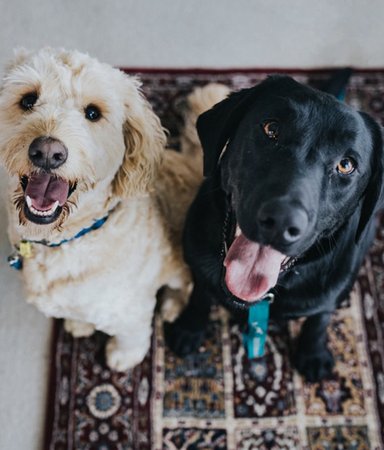 6 varma och charmiga böcker med djur i huvudrollen