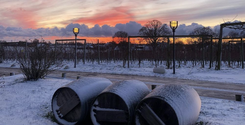 Flädie vingård i vinterskrud. Foto: Flädie vingård