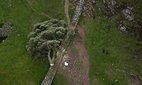 People look at what remains of the tree at Sycamore Gap, next to Hadrian's Wall, in Northumberland.