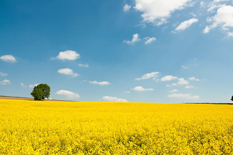 Vilket är Sveriges nationalepos? Vi har kandidaterna.