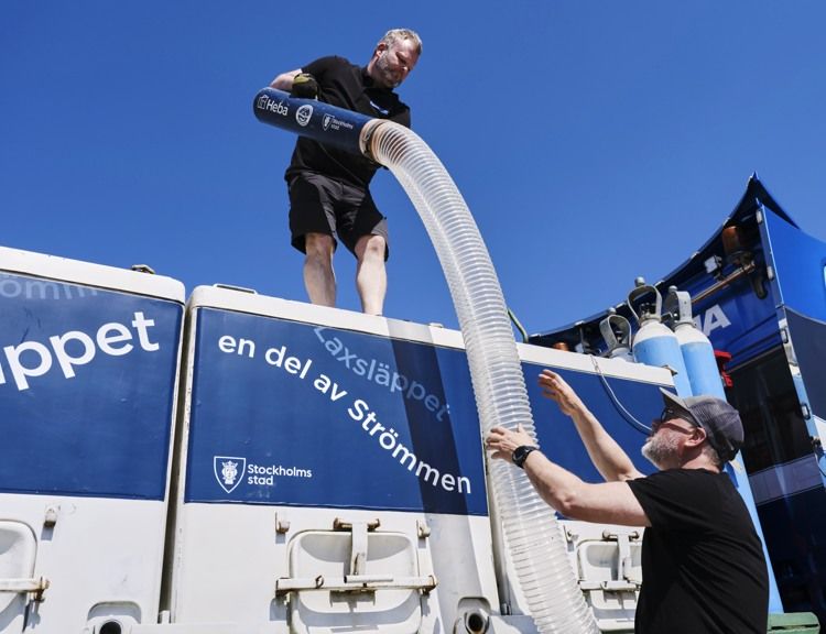 Vid Laxsläppet sätter Stockholms stad ut 140 000 lax- och öringsungar i Stockholms vatten. Heba är huvudsponsor till utsättningen.