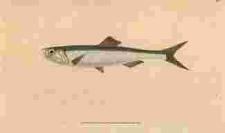 European anchovy.
