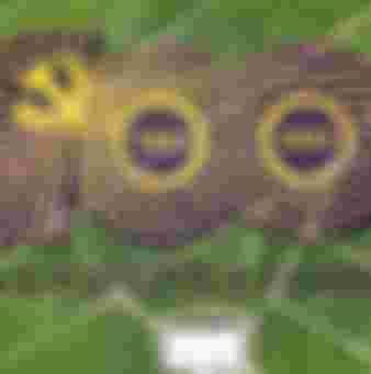 CCP propaganda printed in rice fields.