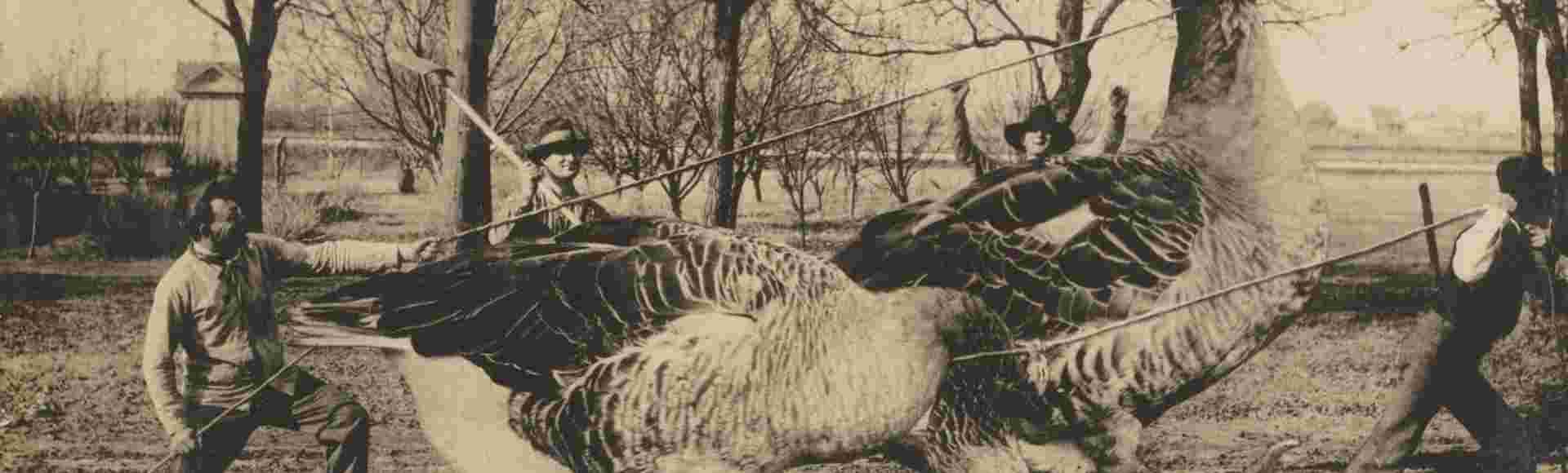 'Taking our Geese to market' from the Martin Post Card Company, 1908.