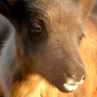 Miessemánnu med Nutti Sámi Siida