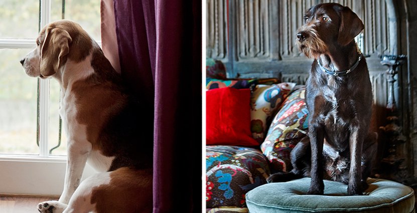 Hundägarna ska också få komma ut tycker en aktör inom besöksnäringen. 
