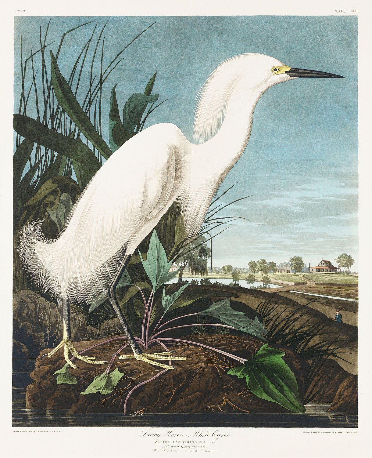 Ill. 8: Robert Havell, Jr. after John James Audubon, detail from 'Snowy Heron, or White Egret,' The Birds of America, pl. 242. 1835.