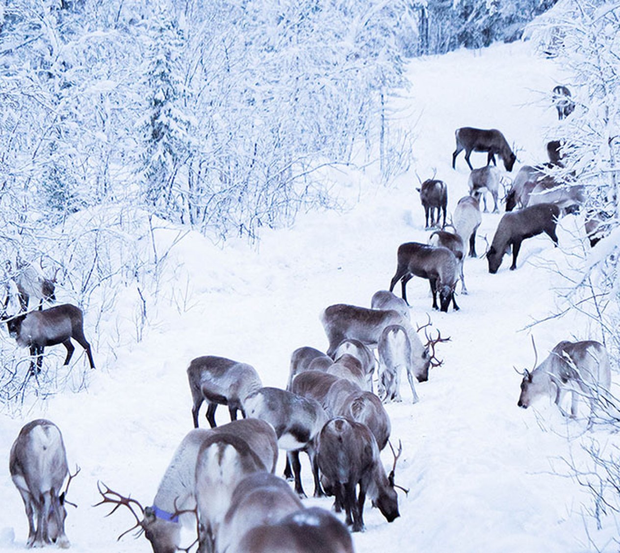 renar på vintern i kiruna kommun