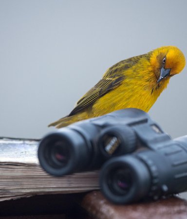 10 fågelböcker för nybörjare och proffs