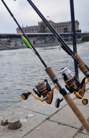 Hebalaxen är fisketävlingen mitt i stan