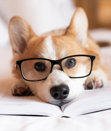 Ny familjemedlem? Här är 56 litterära husdjurnamn