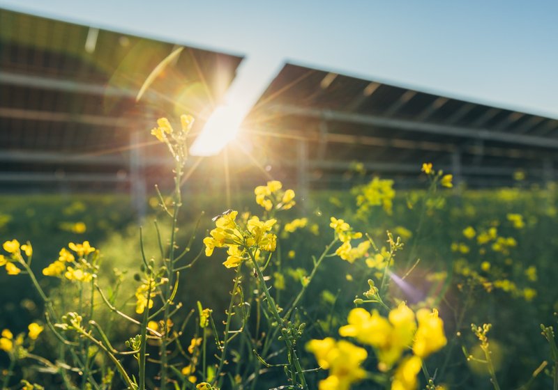 Kv&auml;llssol genom solpanelerna &ouml;ver blommande raps i Hova