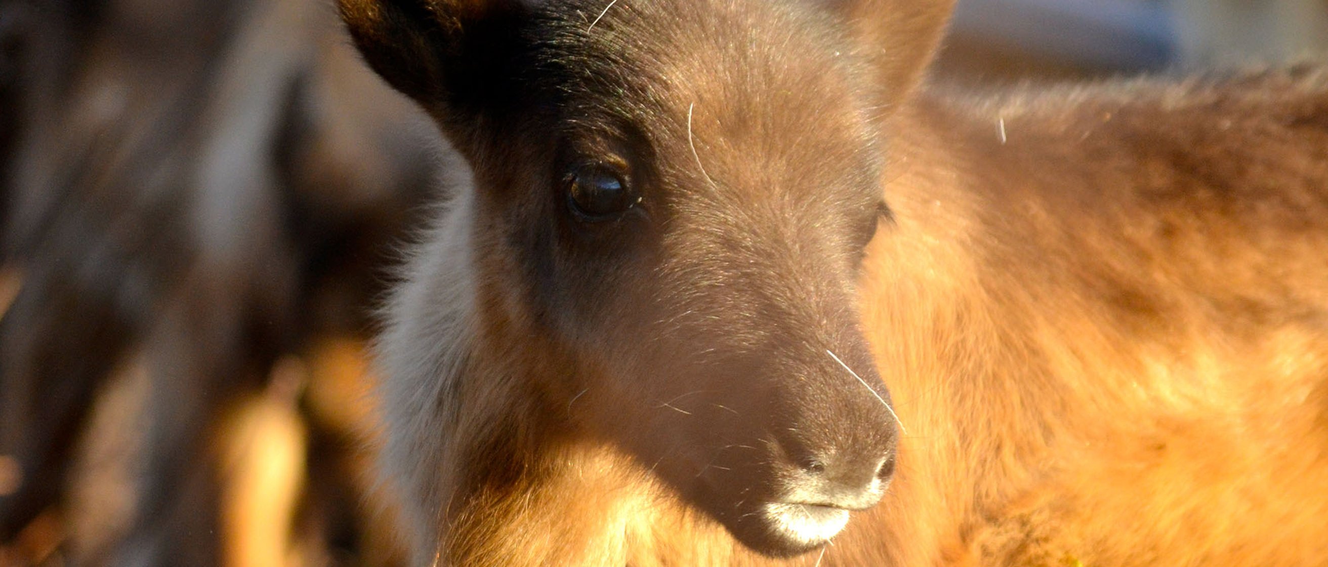 Miessemánnu med Nutti Sámi Siida