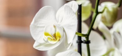 Vit orkidé.