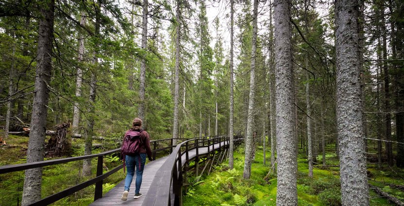 Foto: Lola Akinmade Akerstrom /Höga Kusten Destinationsutveckling