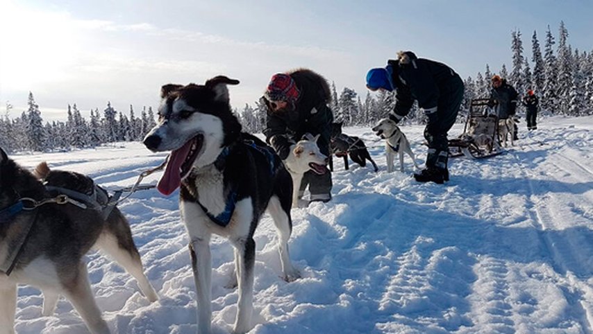 Arctic Dogsled Adventure coffee tour