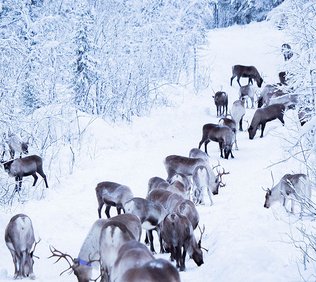 renar på vintern i kiruna kommun
