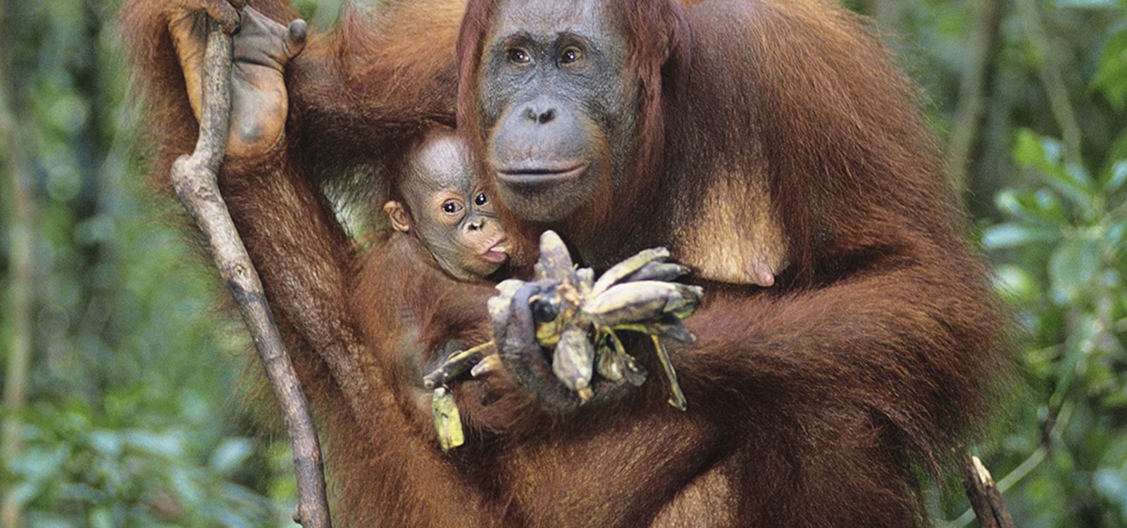 <p>Orangutan, gatunek małpy człekokształtnej, jest spokrewniony z człowiekiem.</p>
