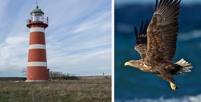 Målet med de nya EU-pengarna är att öka<br />
 den utländska fågelturismen till hela Gotland.  Foto: Fredrik Ström