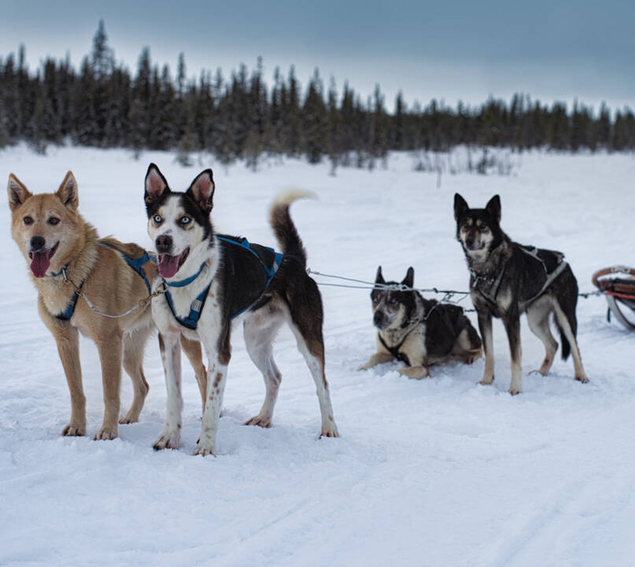 Arctic dogsled adventures övernattningstur
