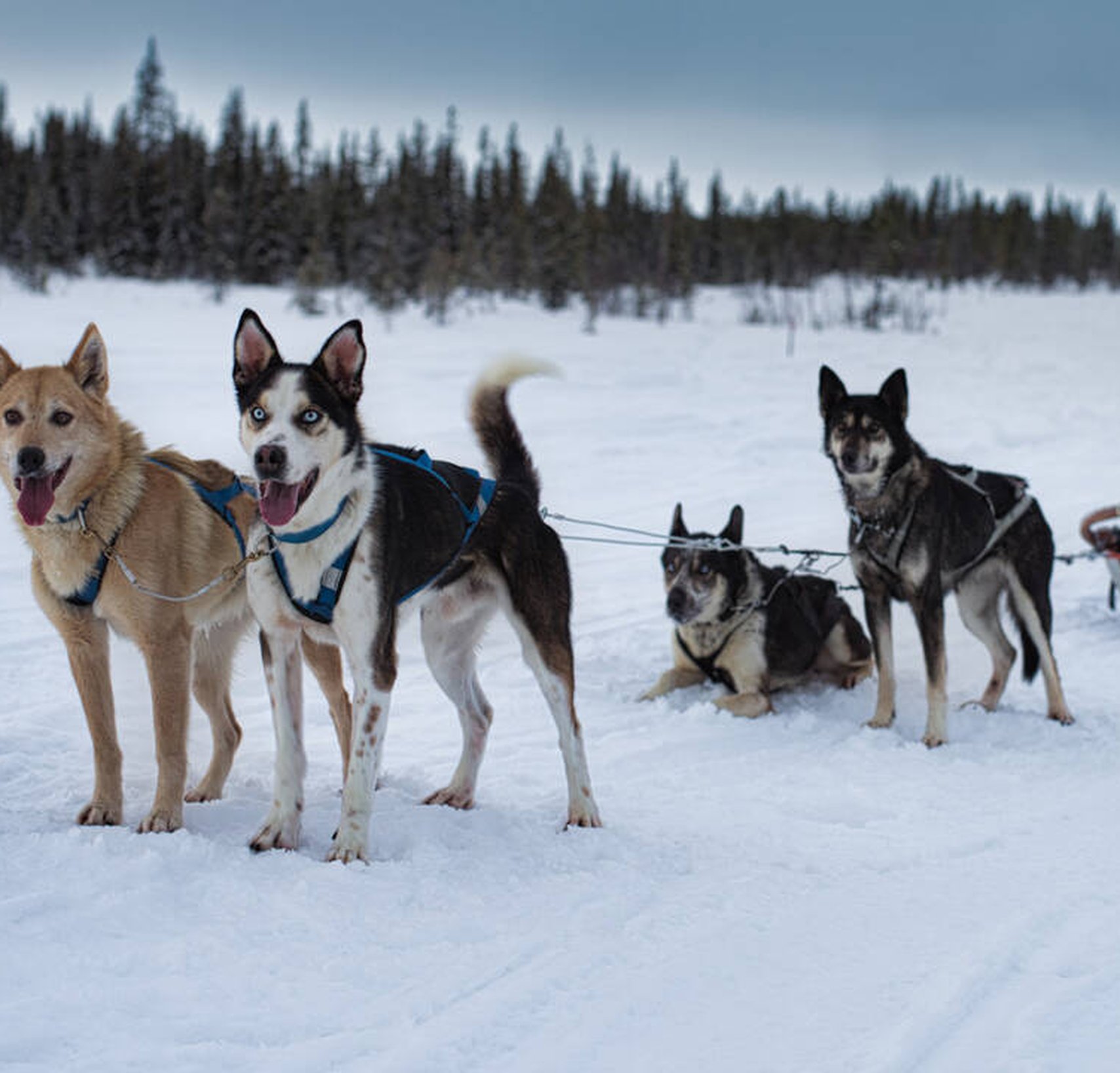 Arctic dogsled adventures övernattningstur