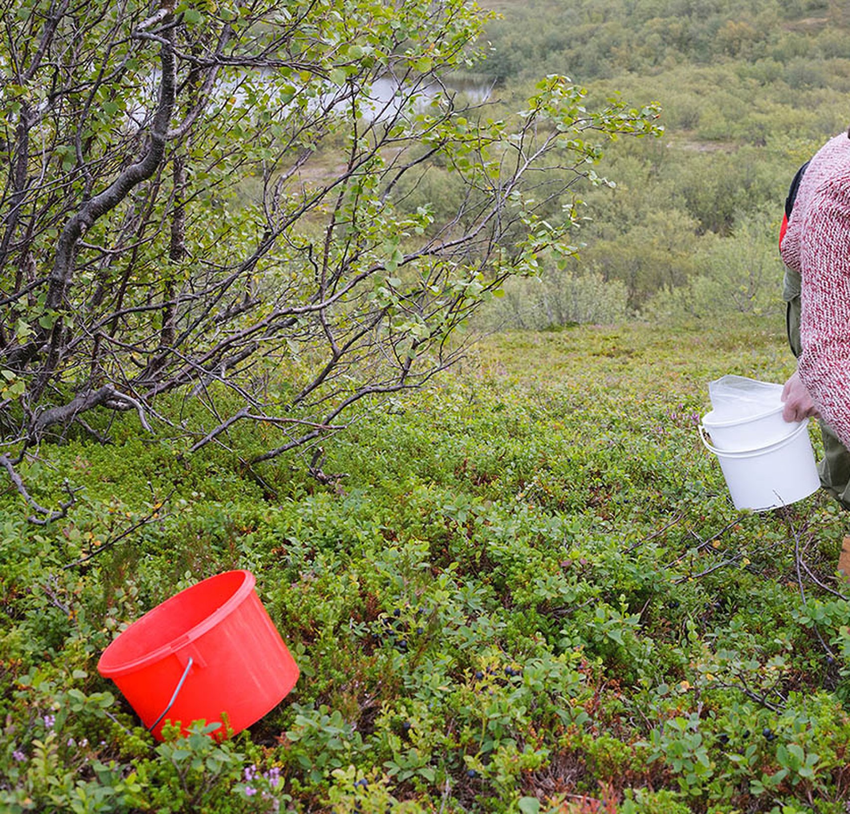 Naturens skafferi och samisk middag med Scandinavian Photadventures i Kiruna