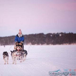 Snowdog arctic afternoon eco experience