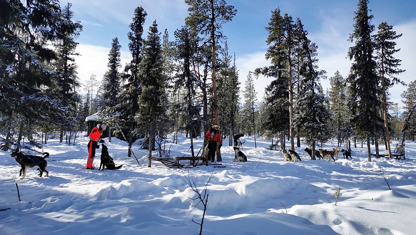 Arctic Dogsled Adventures drive your dogteam daytour