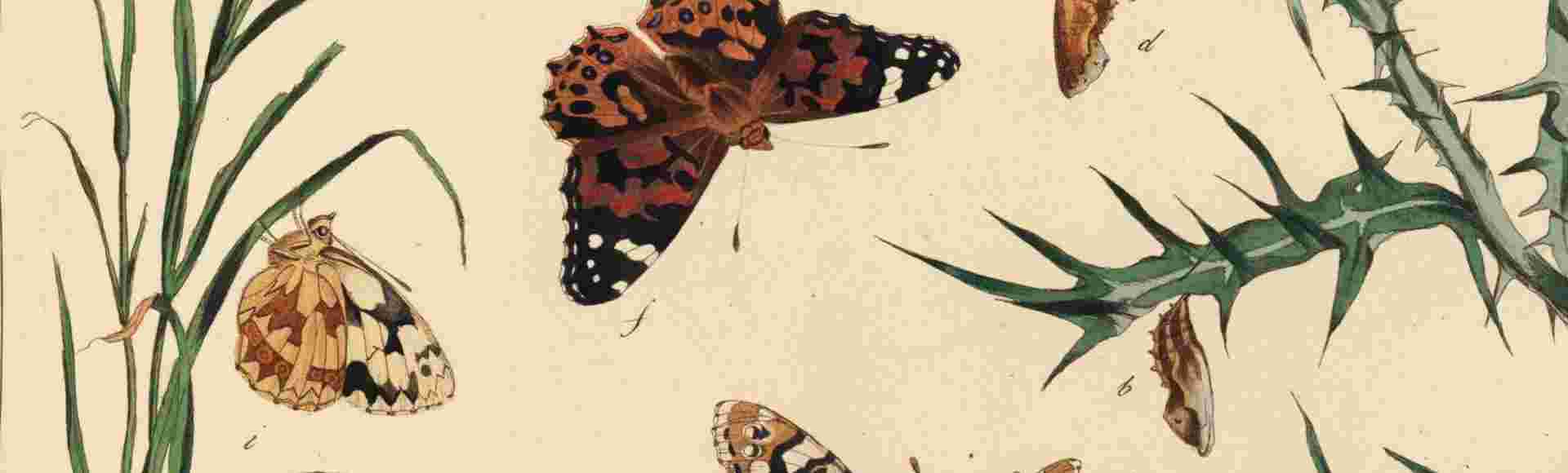 The Aurelian; a Natural History of English Moths and Butterflies, published by Henry Bohn, London, 1840.