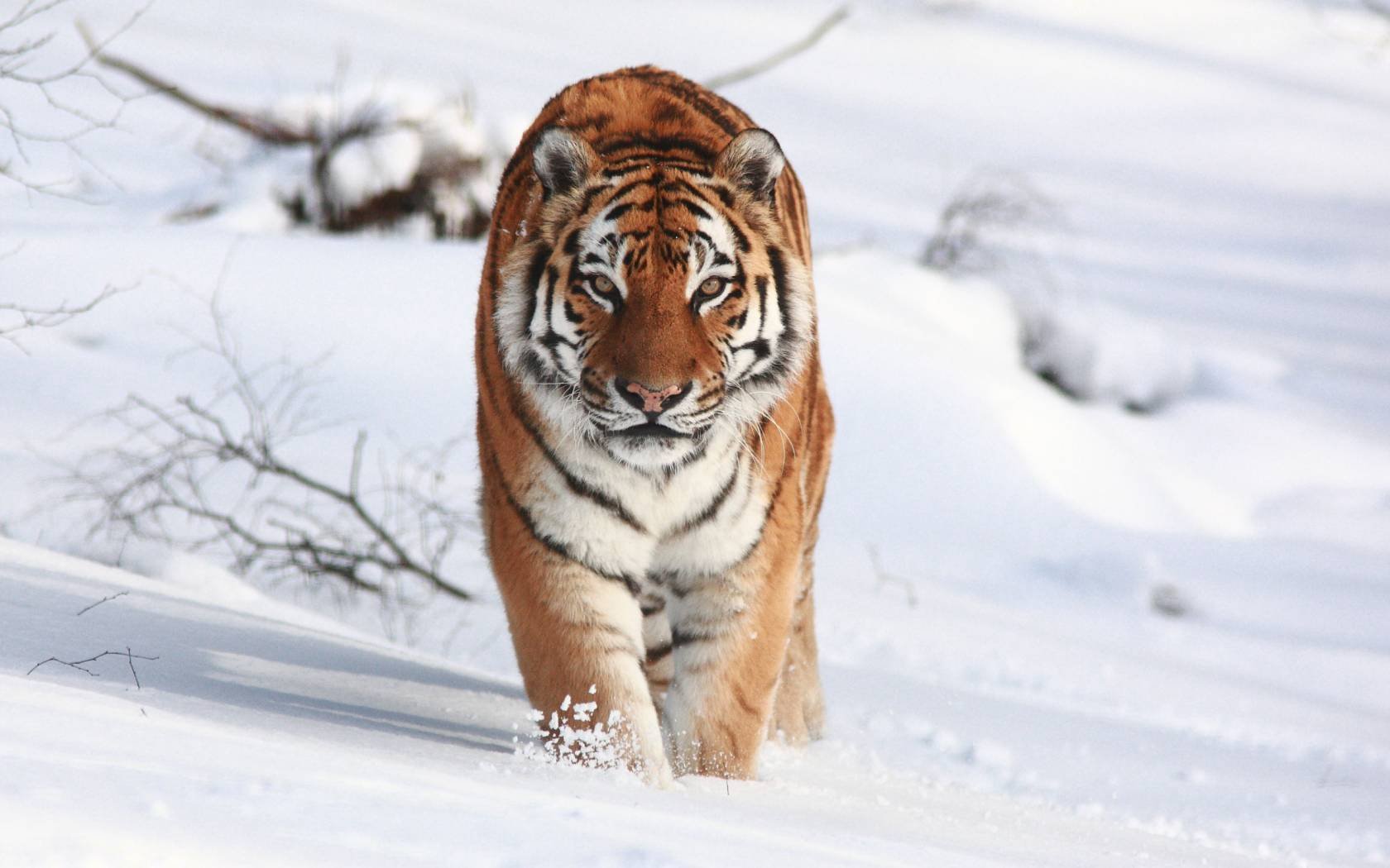 The Amur tiger.