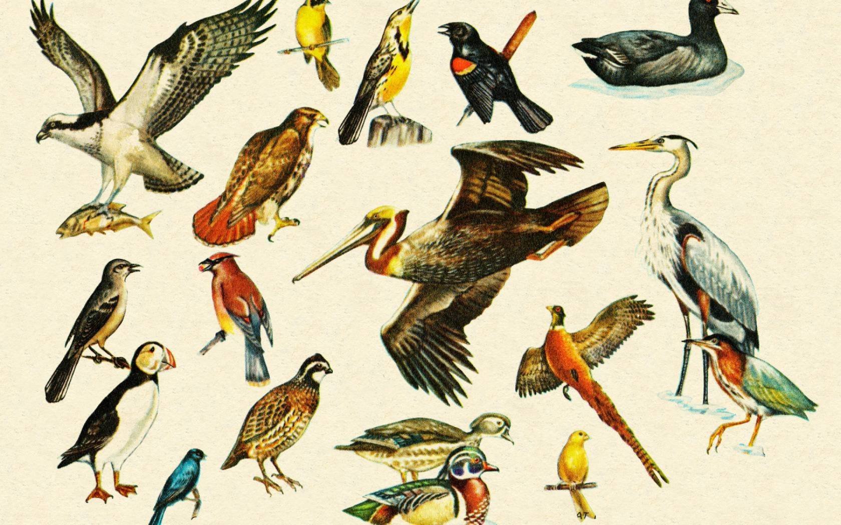 A variety of illustrations of birds native to Europe.