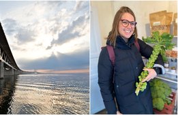 Visit Skåne hjälper företagare locka danskar över bron