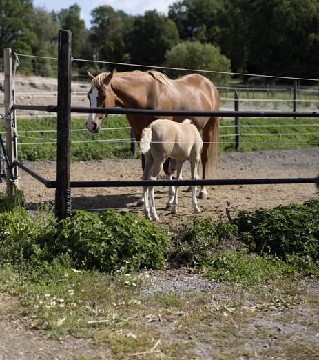 Åk på utflykt till Ågesta gård