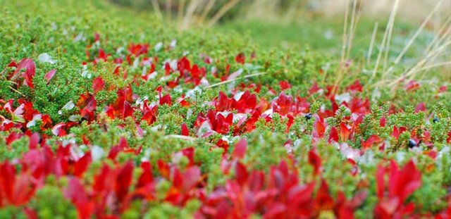 Blommor på fjället
