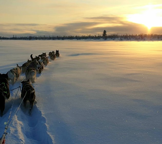 Husky dreams fikatur