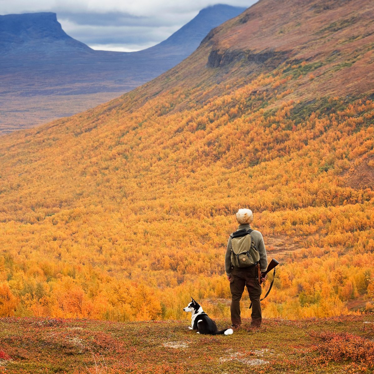 kvinna med sin hund som blickar ut &ouml;ver brandgula fj&auml;llbj&ouml;rkar