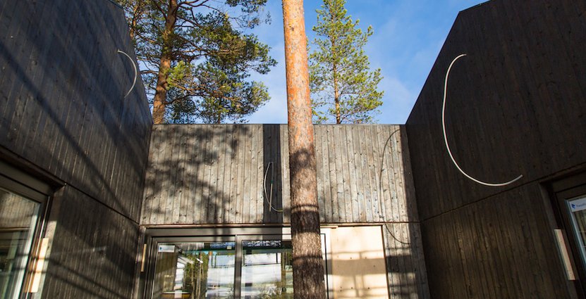 En tall växer rakt igenom uteplatsen. 