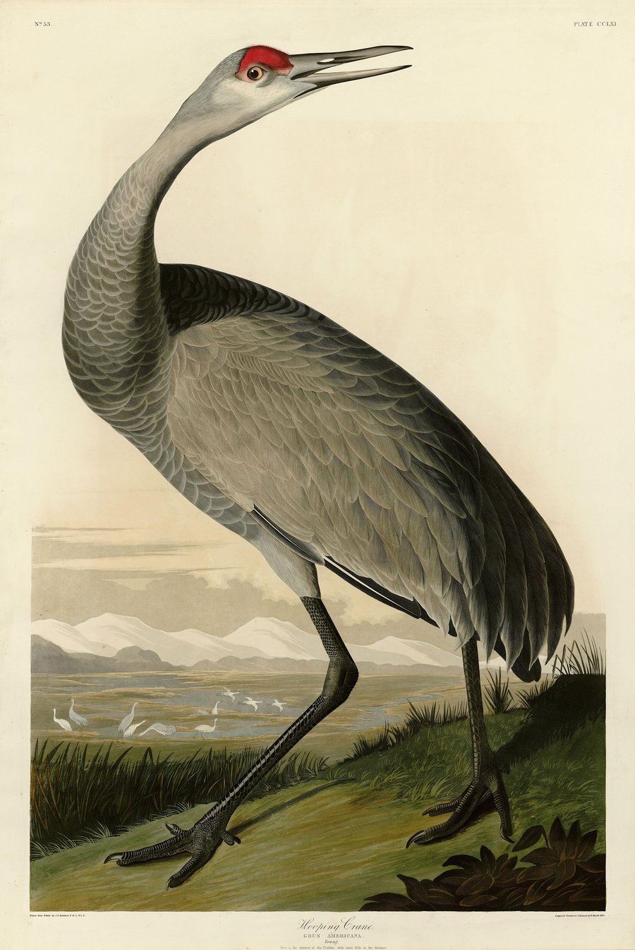 Ill. 5: Robert Havell, Jr. after John James Audubon, 'Hooping Crane' [Sandhill crane], in The Birds of America, pl. 261. 1835.