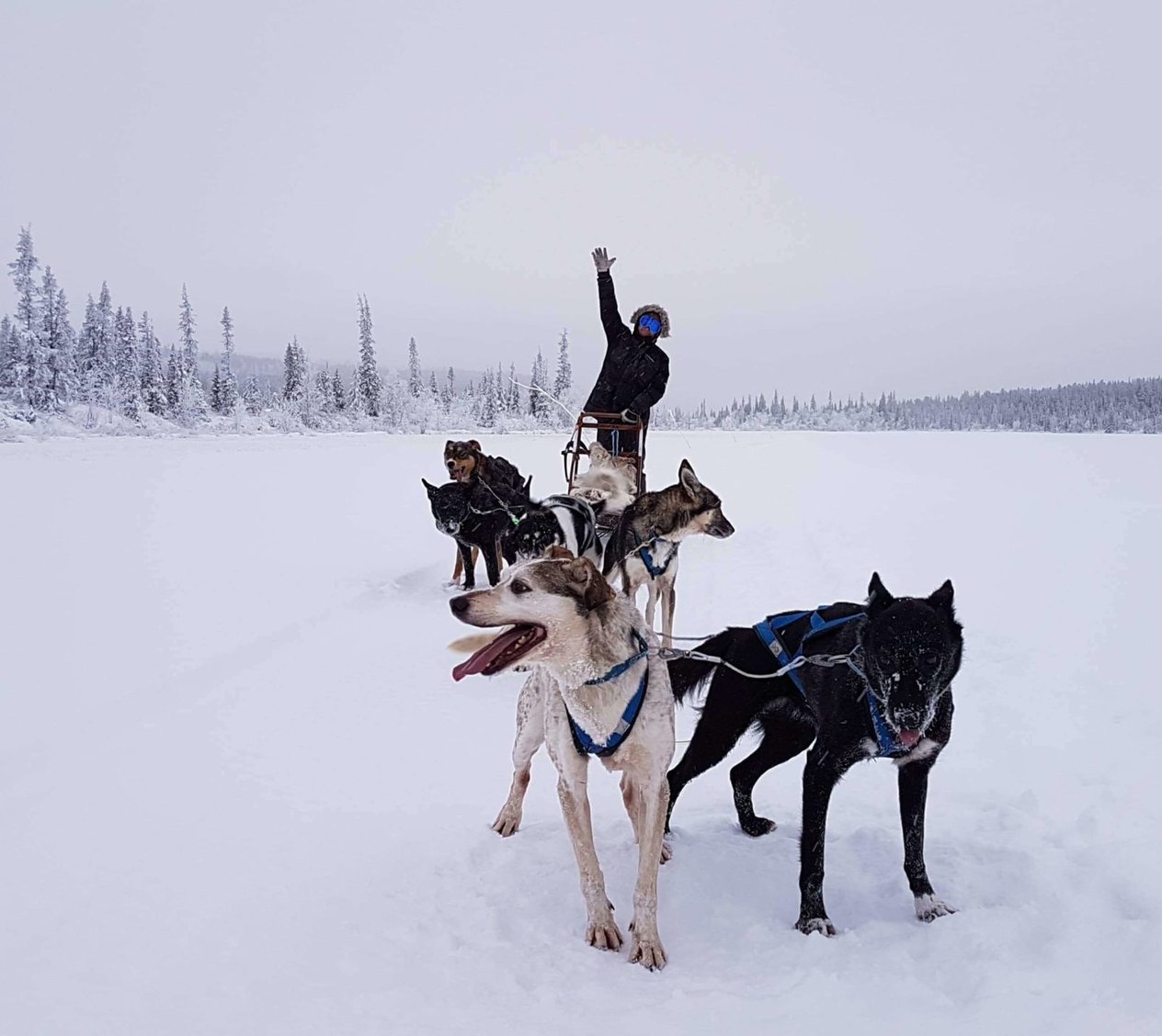 Arctic Dogsled Adventure three days tour