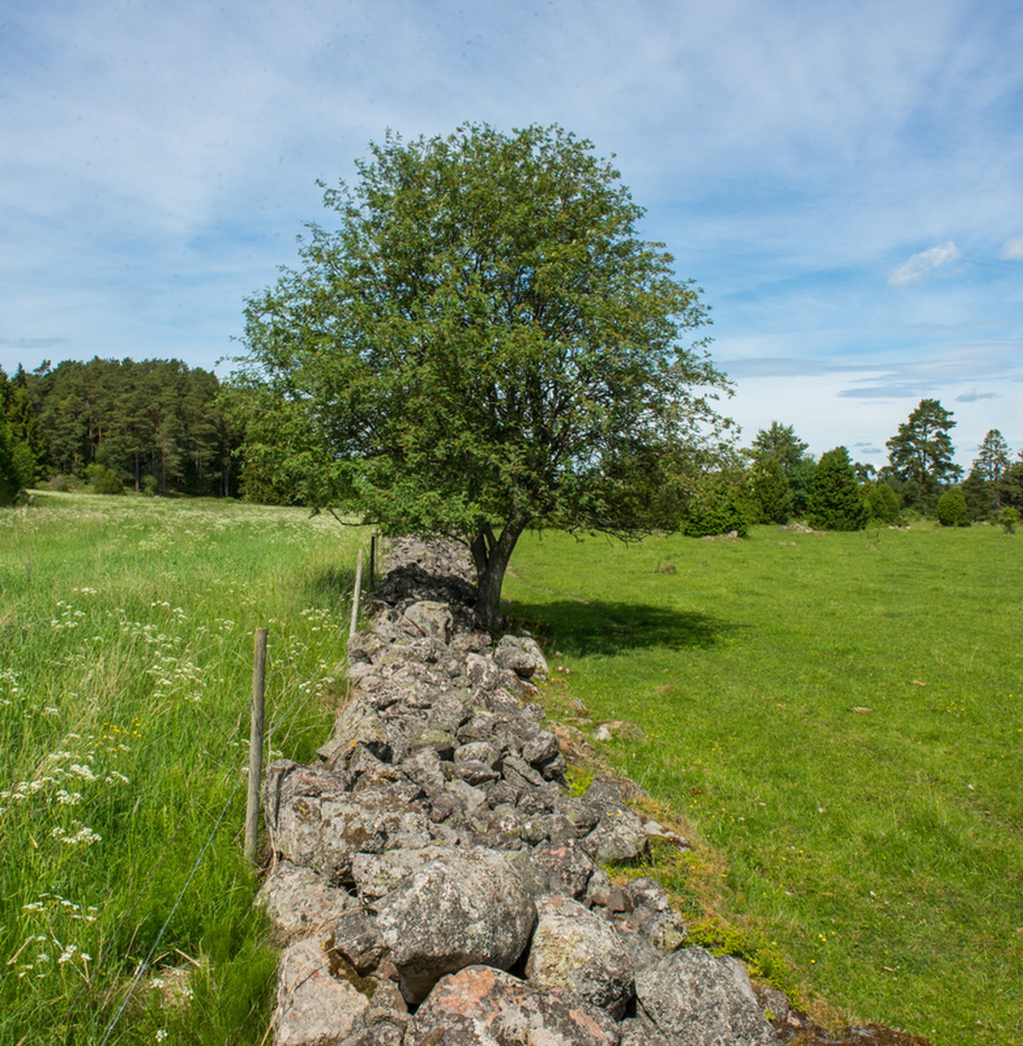 Grazed and ungrazed land in the Swedish farmland, Sweden.