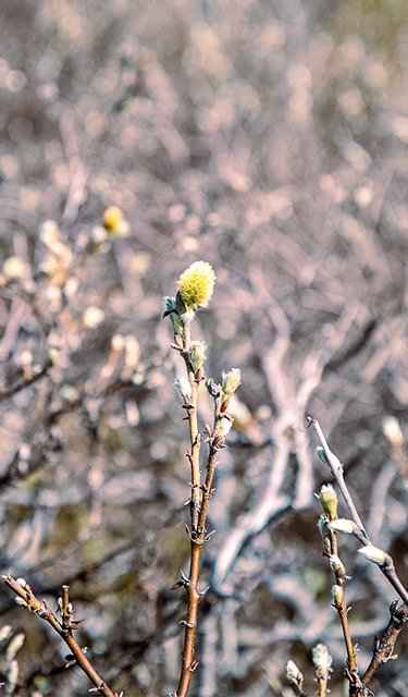 Lapland willow that has started to flower