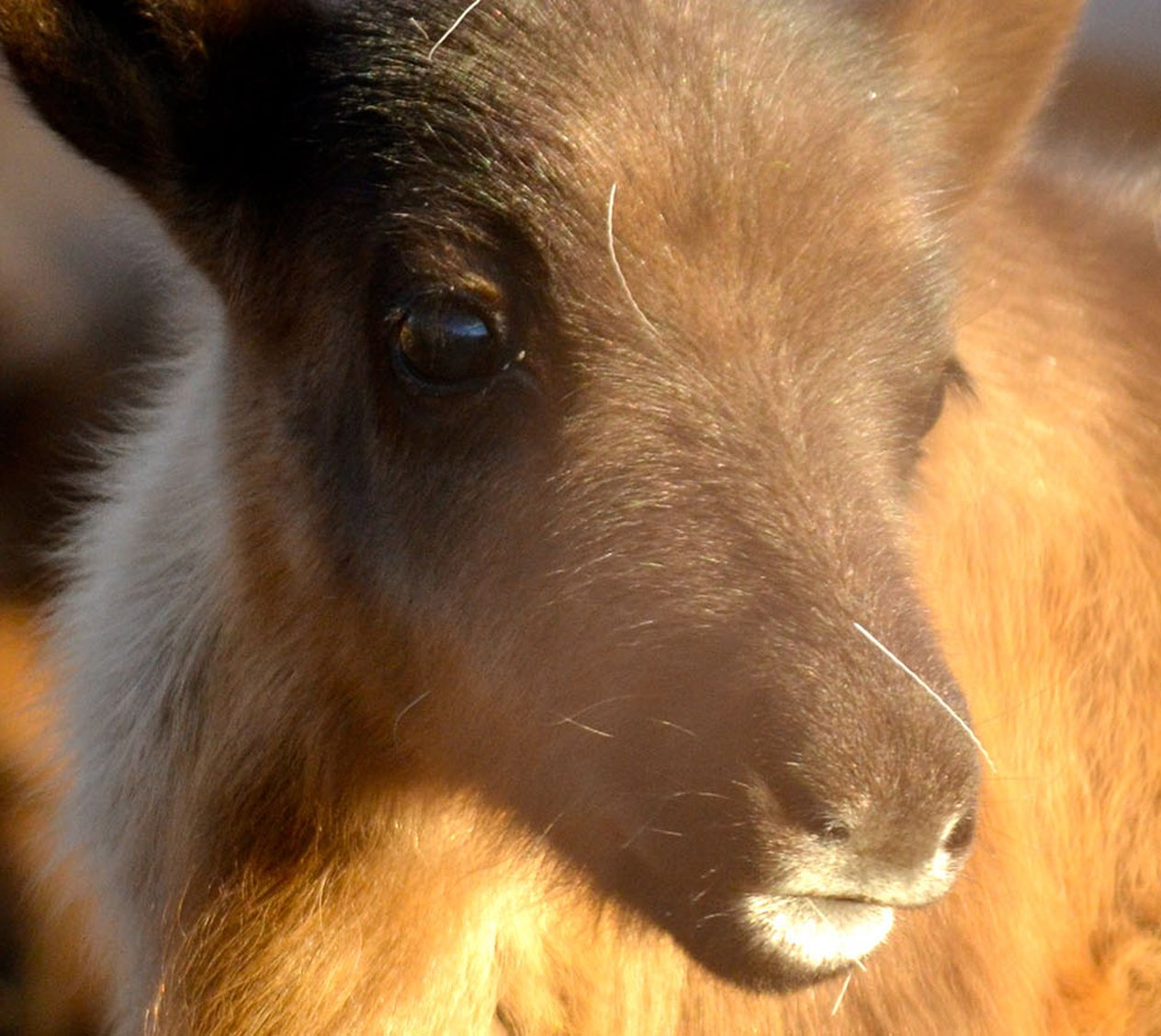 Miessemánnu med Nutti Sámi Siida