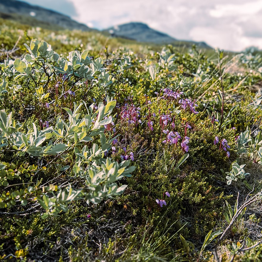 n&auml;rbild p&aring; rosa lappljung uppe p&aring; fj&auml;llet