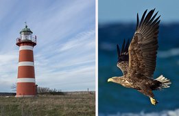 Närsholmen får miljoner för satsning på fågelturism