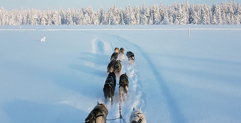 Foto: Helenes Sleddogs