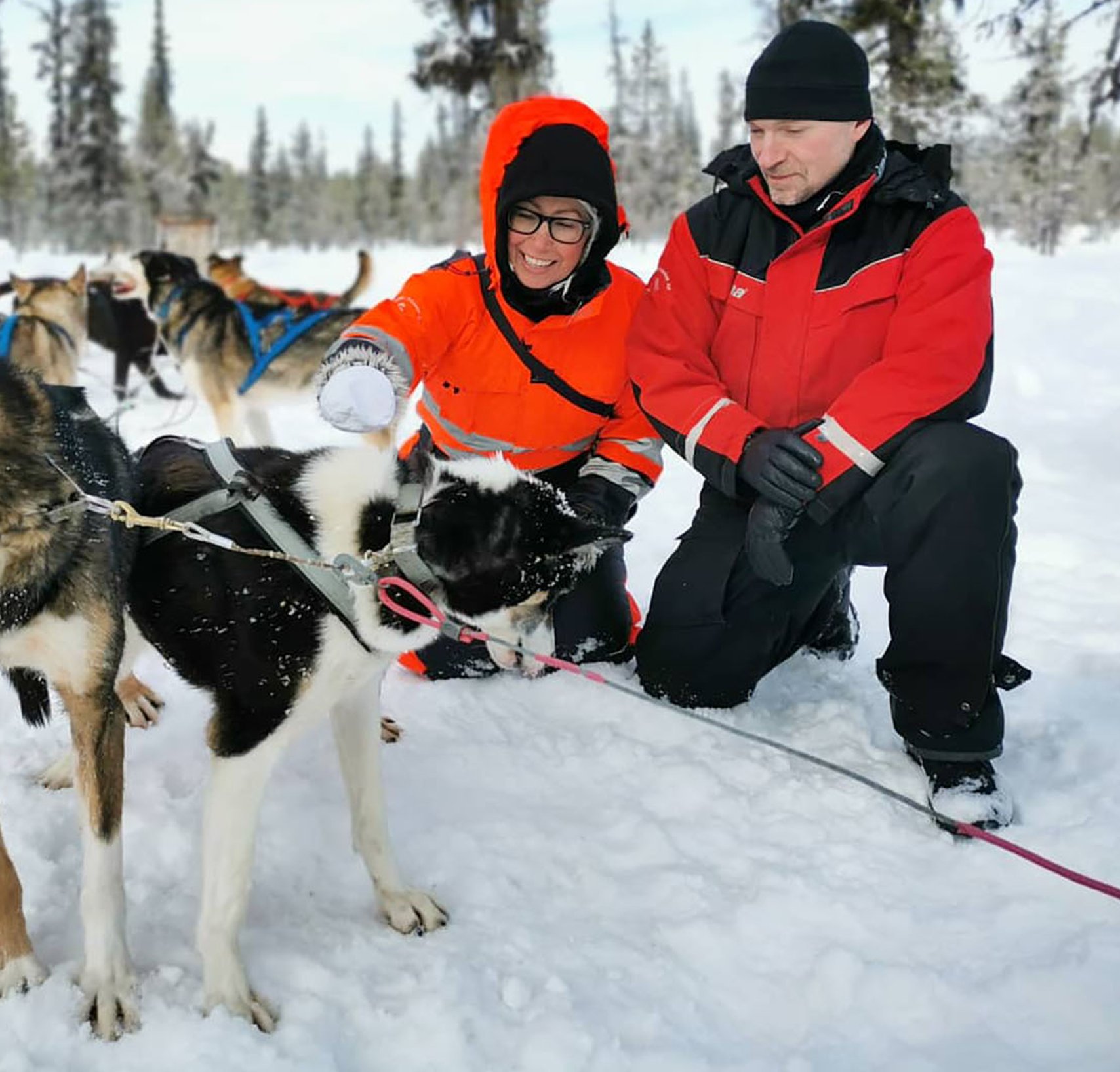 Arctic Dogsled Adventures drive your own dogteam daytour