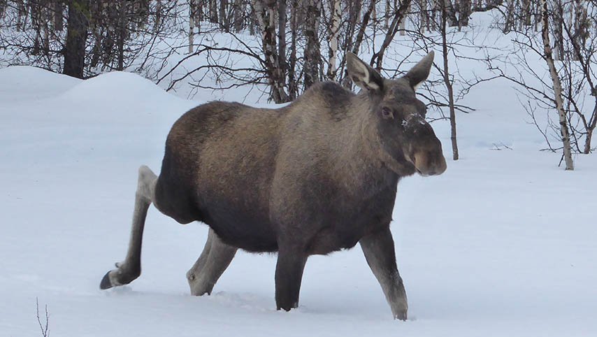 Ecotours djur- och naturtur. Älg. Kiruna. Vinter.
