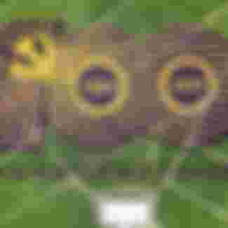 CCP propaganda printed in rice fields.