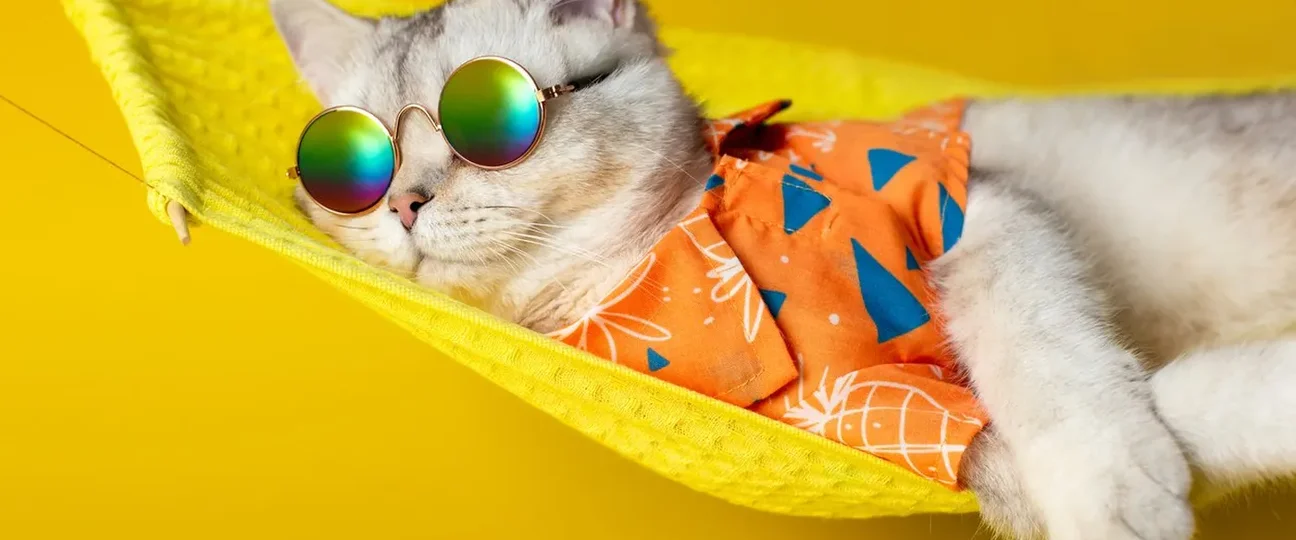 katt som sover i hengekøye - illustrerer merkevare som tar sommerferie