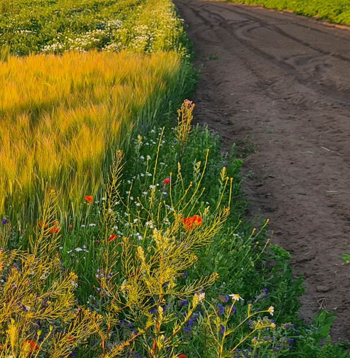 Foto: Christina Snöbohm / WWF